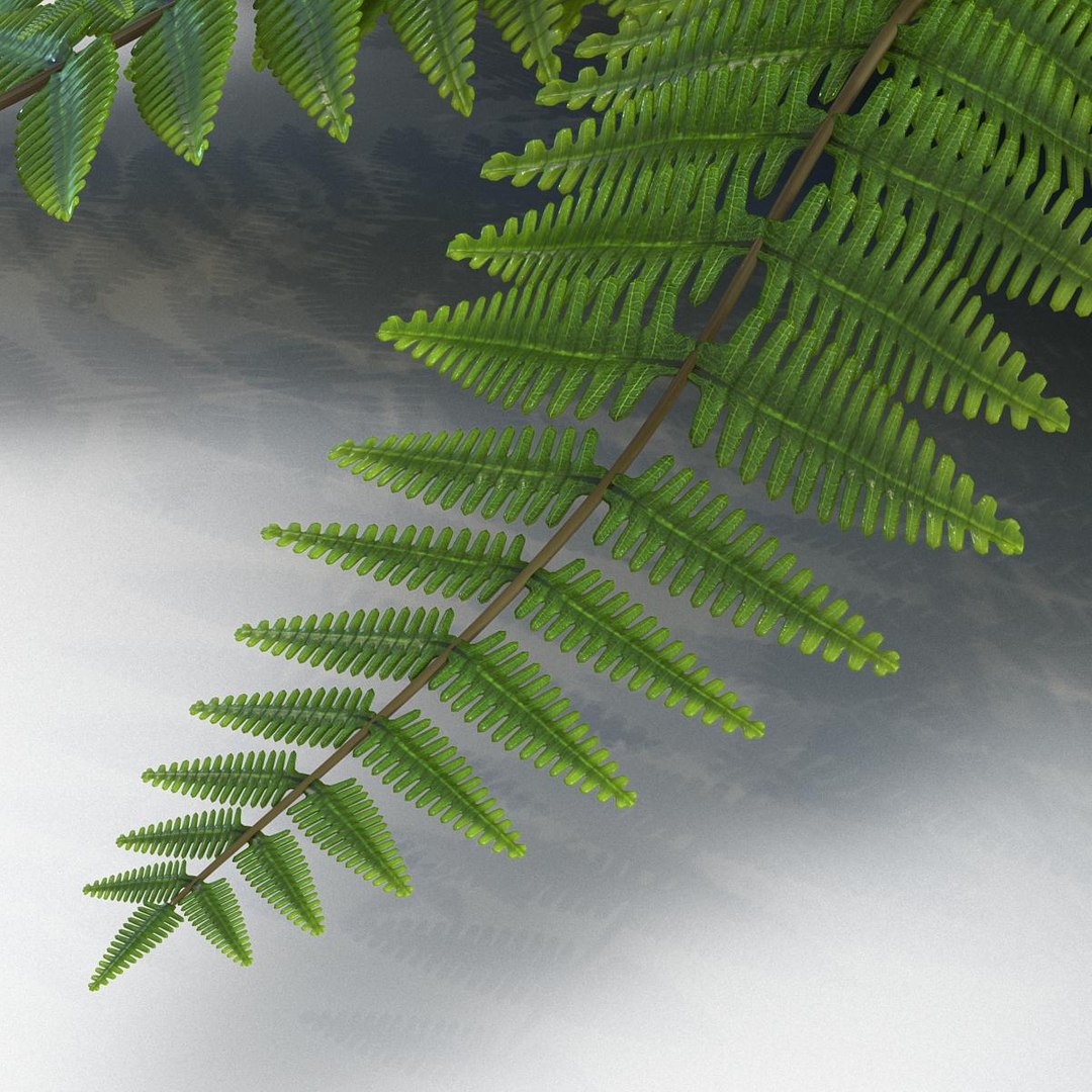 Fern Realistic 3d Model