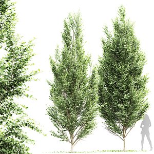 New Tree High detail Carpinus Betulus Broadleaf 3D