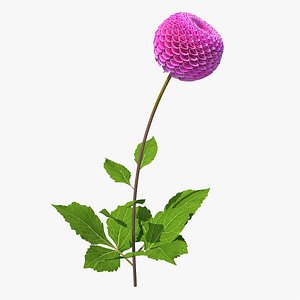 Dahlia Franz Kafka Pompon Pink