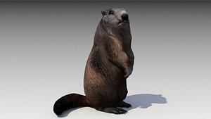 3D model marmot