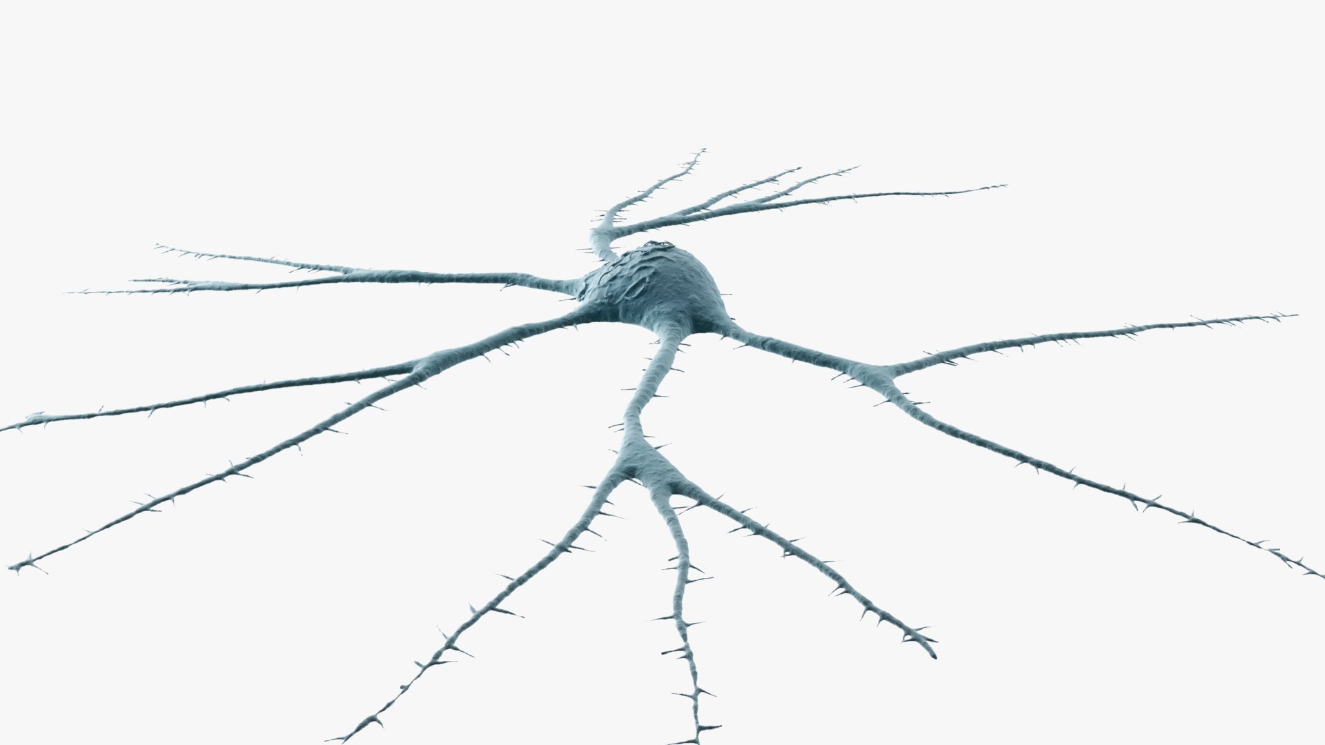 3D Neuron https://p.turbosquid.com/ts-thumb/f0/VvbCPs/Dl/images_004/jpg/1715857962/1920x1080/fit_q87/7a7c40636bcc961ecf345d7dfda04154d2a72faf/images_004.jpg