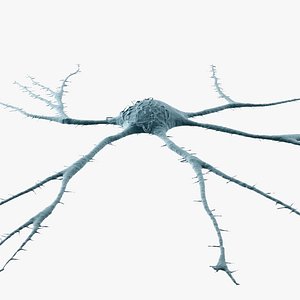 Neuron