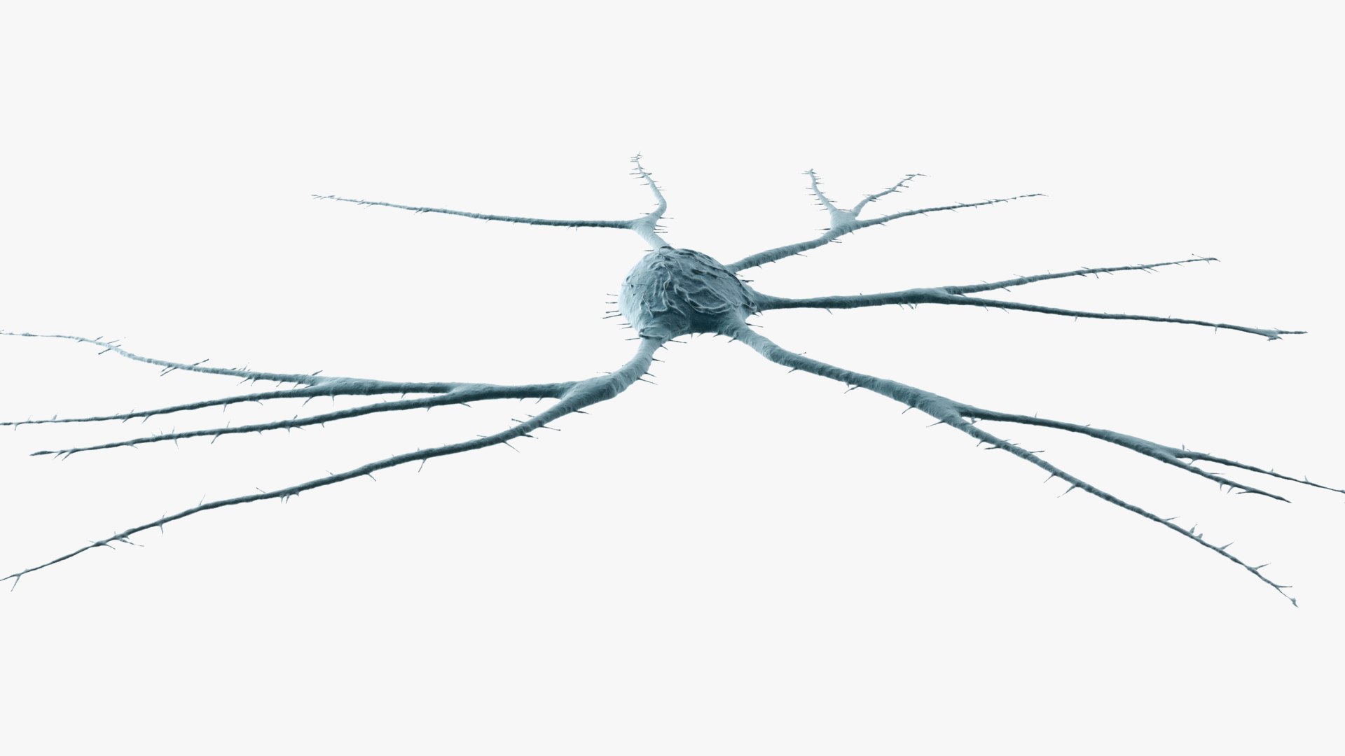 3D Neuron https://p.turbosquid.com/ts-thumb/f0/VvbCPs/Wy/images_001/jpg/1715857880/1920x1080/fit_q87/be6ab225f15ee51466333c76764b29f3f20d1495/images_001.jpg