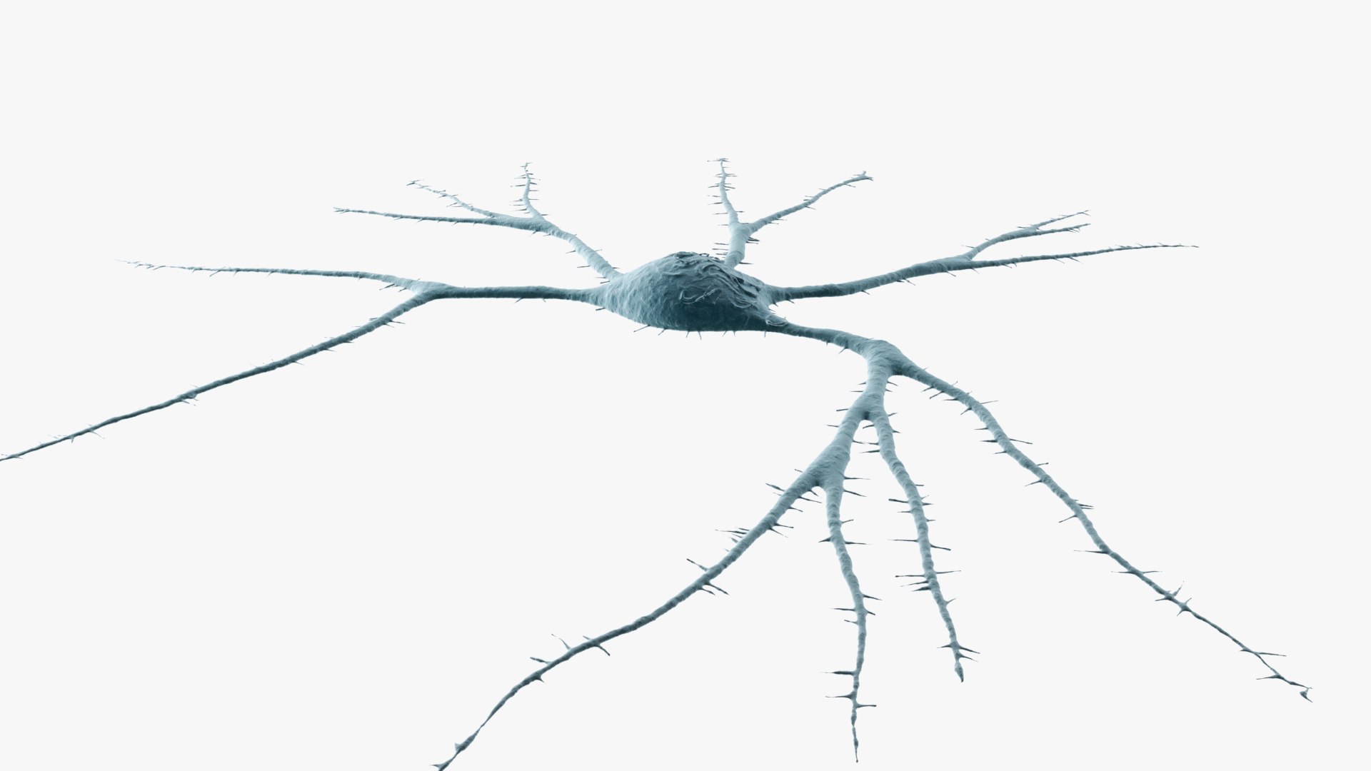 3D Neuron https://p.turbosquid.com/ts-thumb/f0/VvbCPs/m6/images_002/jpg/1715857938/1920x1080/fit_q87/de26a1a54b7026f68b86a34bea9c0d5d36a1aa38/images_002.jpg