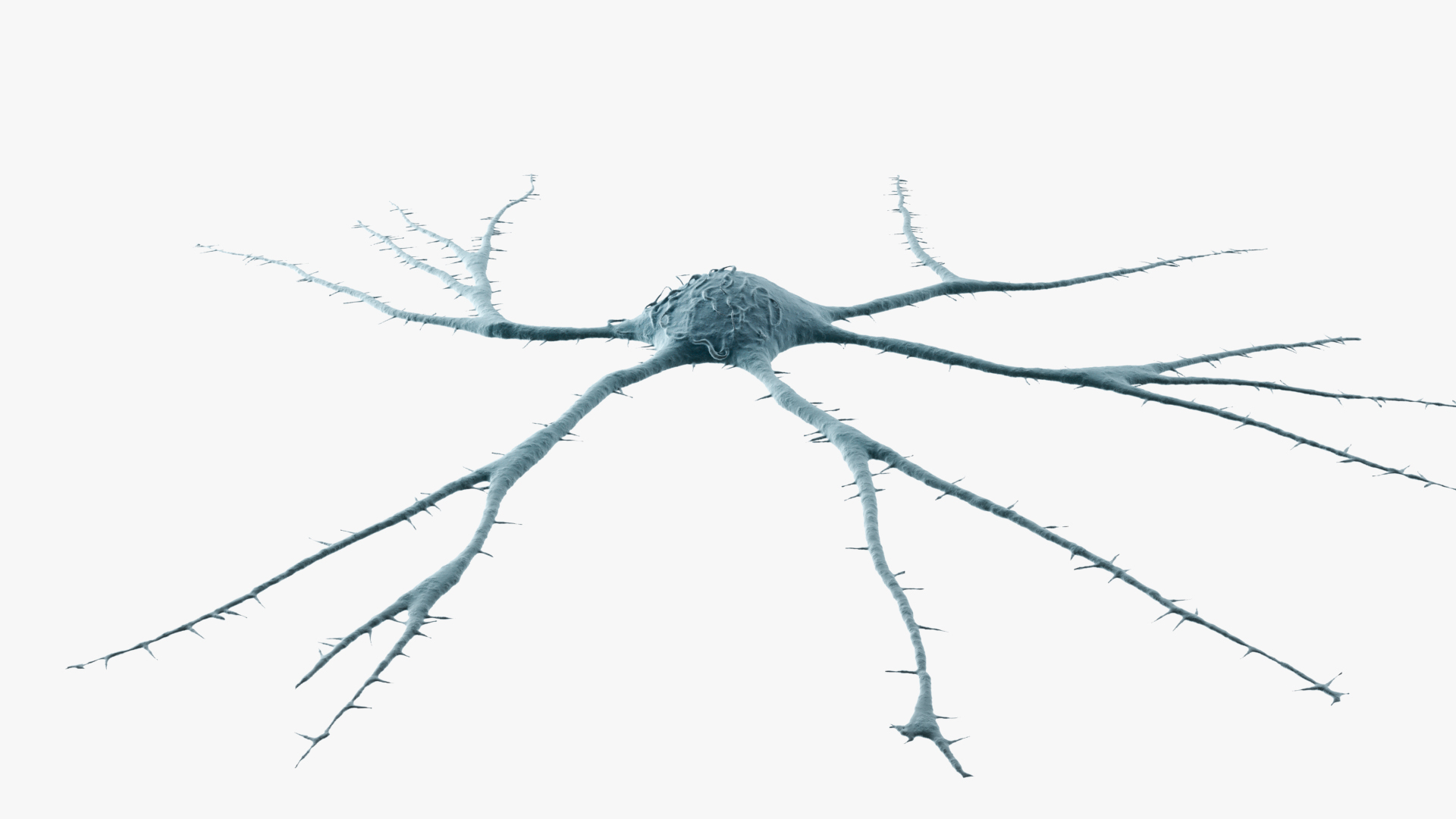 3D Neuron https://p.turbosquid.com/ts-thumb/f0/VvbCPs/o1/turntable/jpg/1715857991/1920x1080/turn_fit_q99/8b42798629ddcb8c4dd95f2e1987ab45b5e46a02/turntable-1.jpg