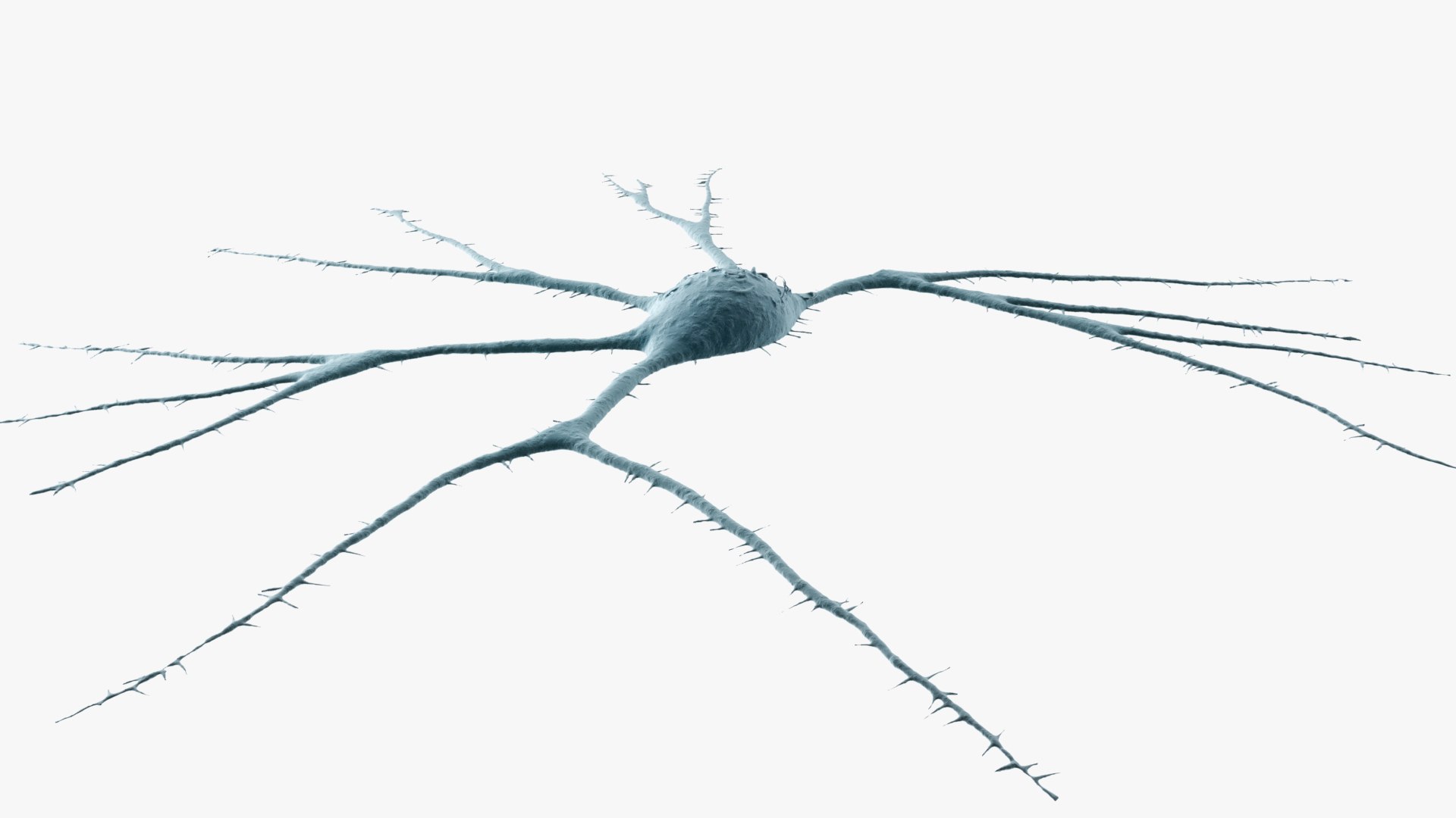 3D Neuron https://p.turbosquid.com/ts-thumb/f0/VvbCPs/zv/images_003/jpg/1715857950/1920x1080/fit_q87/eb9038cefed0c95c93ed31e239e479c2b53666da/images_003.jpg