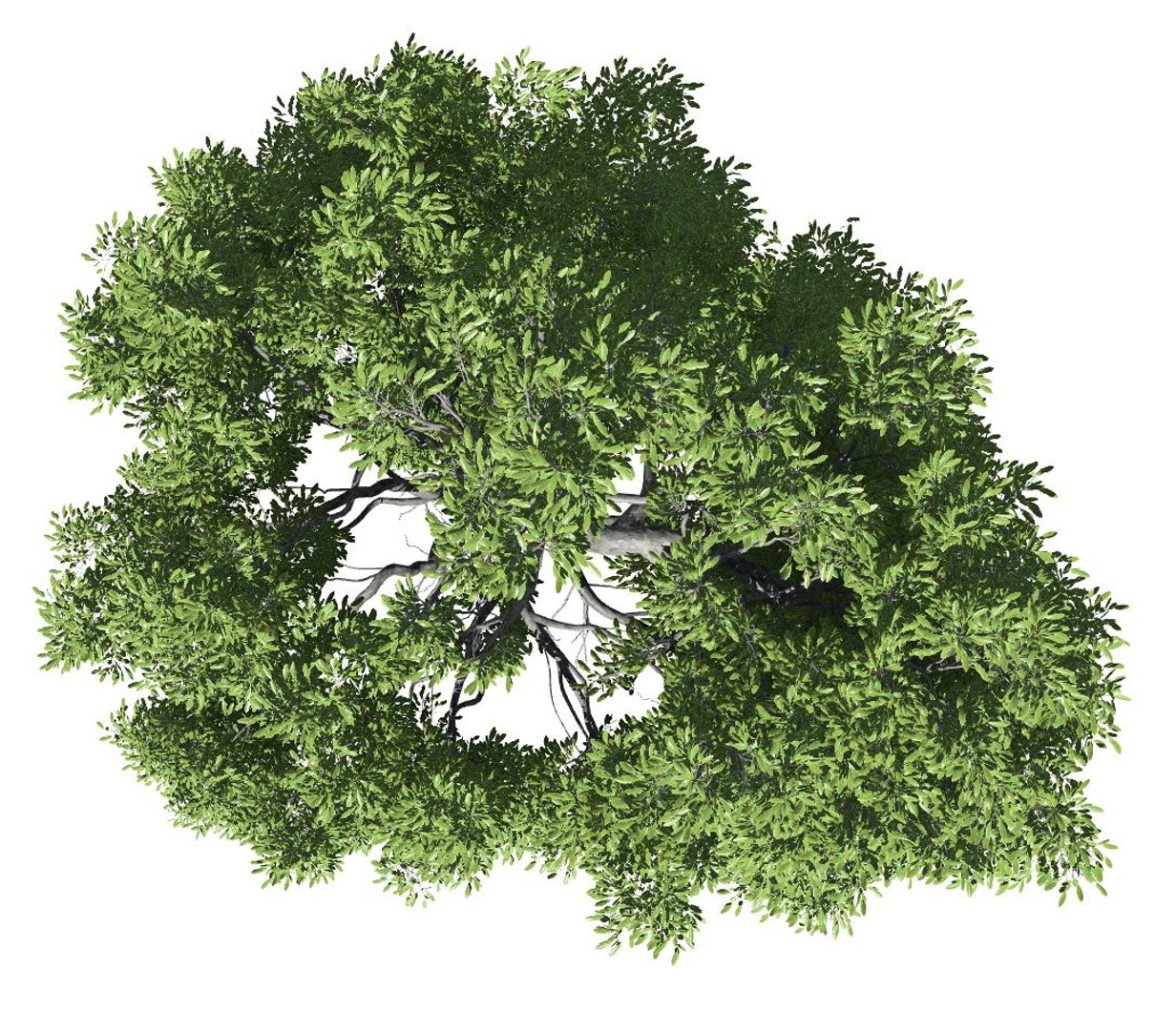 broadleaf tree 003 3D model https://p.turbosquid.com/ts-thumb/f0/b3cKZY/1IjU3xTp/broadleaf_003_image_006/jpg/1603706650/1920x1080/fit_q87/71a2b216e06b21e8cdb9fa34d46edb8f509543f7/broadleaf_003_image_006.jpg