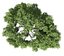 Broadleaf Tree 003
