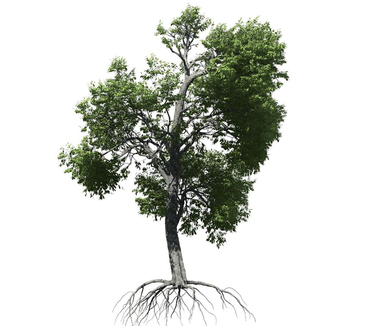 broadleaf tree 003 3D model https://p.turbosquid.com/ts-thumb/f0/b3cKZY/5ouuswTw/broadleaf_003_image_004/jpg/1603706650/1920x1080/fit_q87/fc55250d8cb621721fc2e0265c81d31510143307/broadleaf_003_image_004.jpg