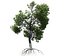 Broadleaf Tree 003