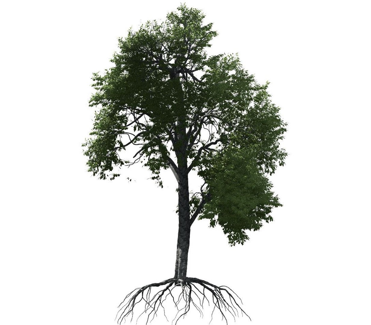 broadleaf tree 003 3D model https://p.turbosquid.com/ts-thumb/f0/b3cKZY/CjbYD1jg/broadleaf_003_image_005/jpg/1603706650/1920x1080/fit_q87/909368906bdbb5de2172603248b4cbd7ecae0703/broadleaf_003_image_005.jpg