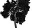 Broadleaf Tree 003