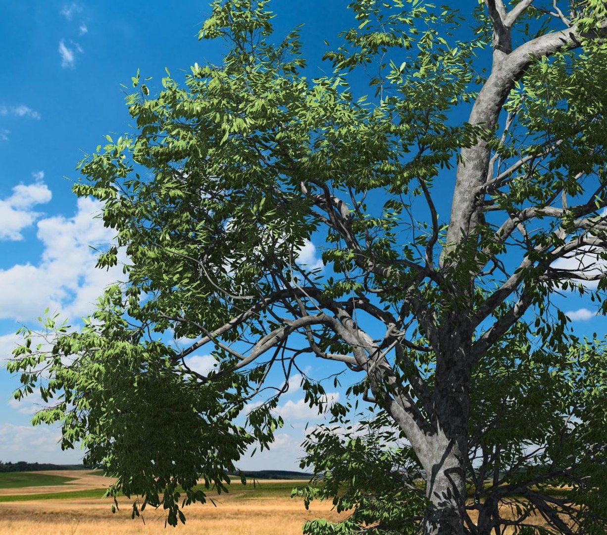 broadleaf tree 003 3D model https://p.turbosquid.com/ts-thumb/f0/b3cKZY/aLPbrj2O/broadleaf_003_image_003/jpg/1603706650/1920x1080/fit_q87/daf3ab8d5c1dd2bfcad2e07682481d79108037e5/broadleaf_003_image_003.jpg