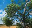 Broadleaf Tree 003