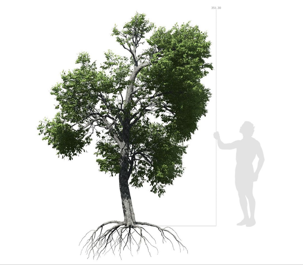 broadleaf tree 003 3D model https://p.turbosquid.com/ts-thumb/f0/b3cKZY/n8XYVLgN/broadleaf_003_image_001/jpg/1603706650/1920x1080/fit_q87/8ccebd6c8b6d4dc322f78a9aceeebc94bd3a2a04/broadleaf_003_image_001.jpg