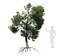 Broadleaf Tree 003