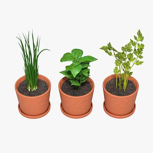 Herbs Pack 3D model