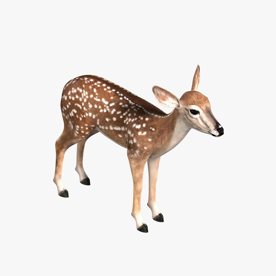 3d Model Fawn Deer