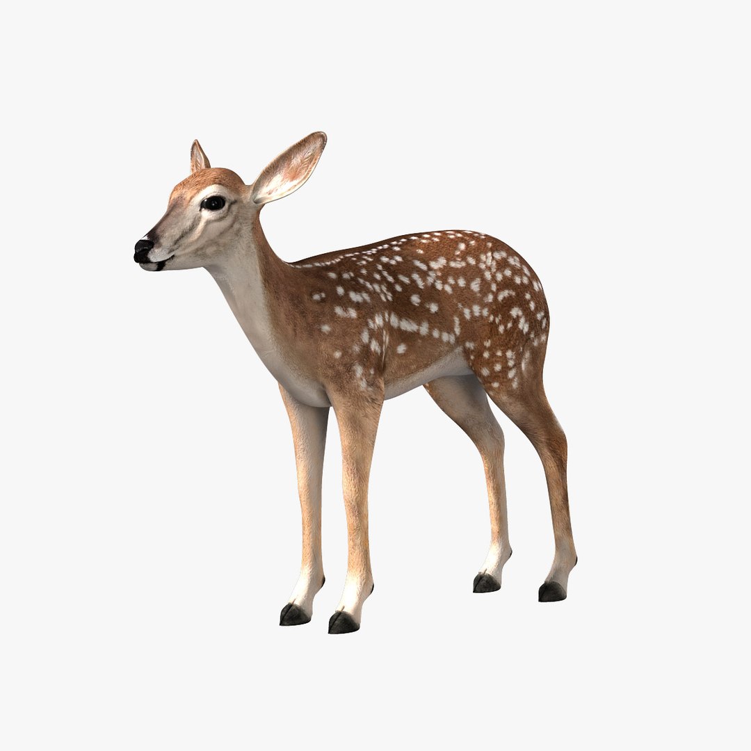 3d Model Fawn Deer