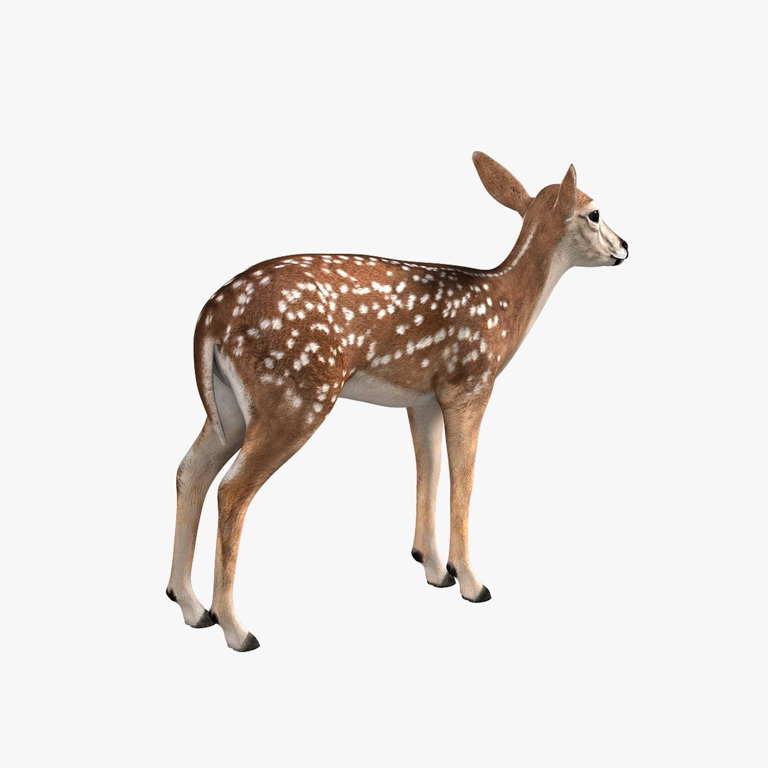 3d Model Fawn Deer