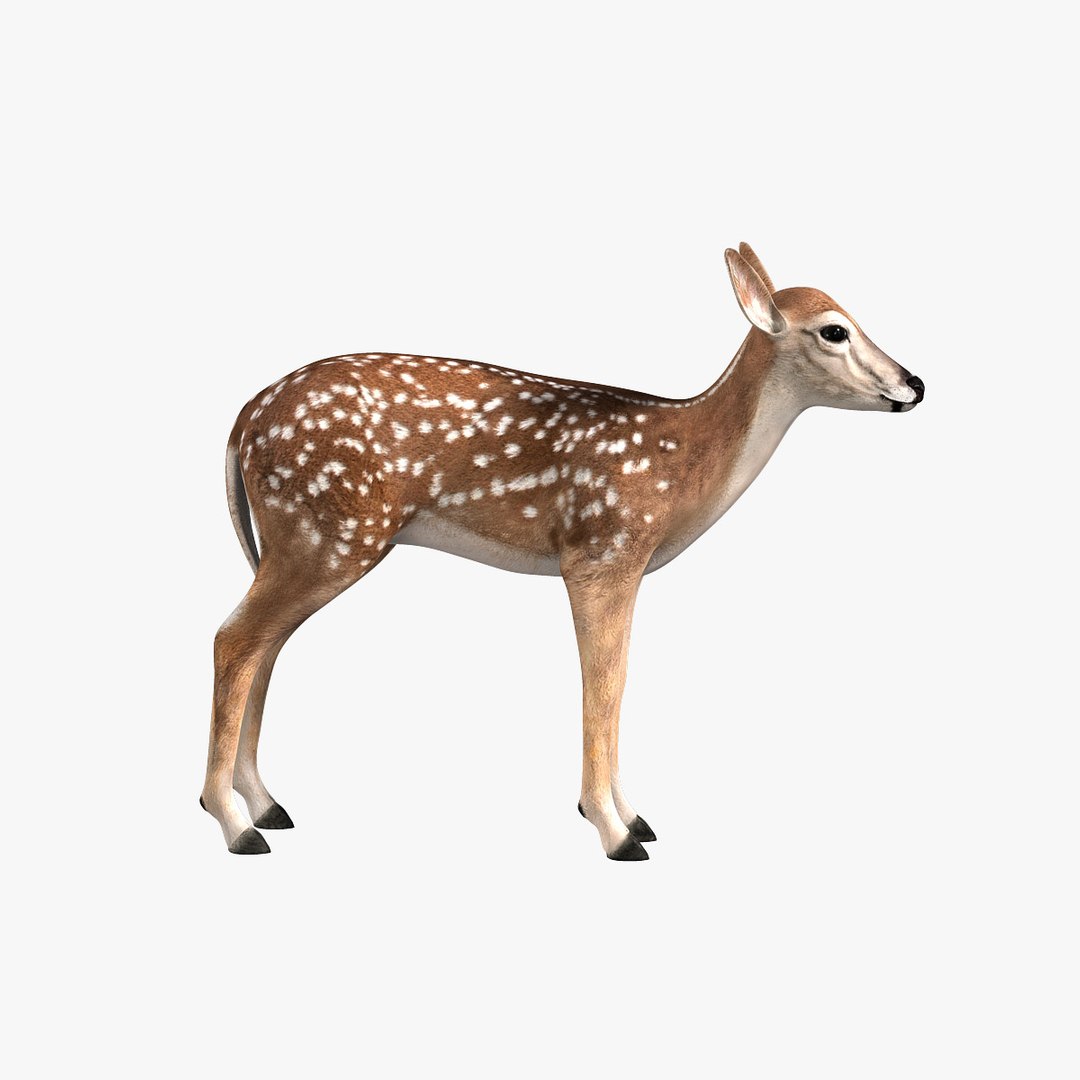 3d Model Fawn Deer