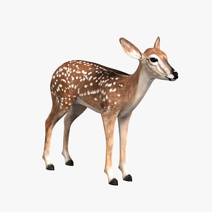 Fawn