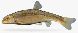 maya campostoma pullum central stoneroller