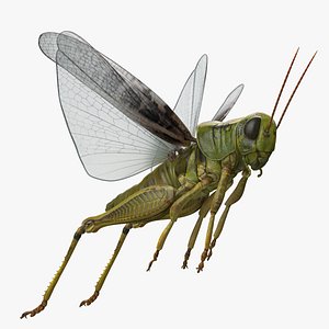 3D grasshopper jumping pose