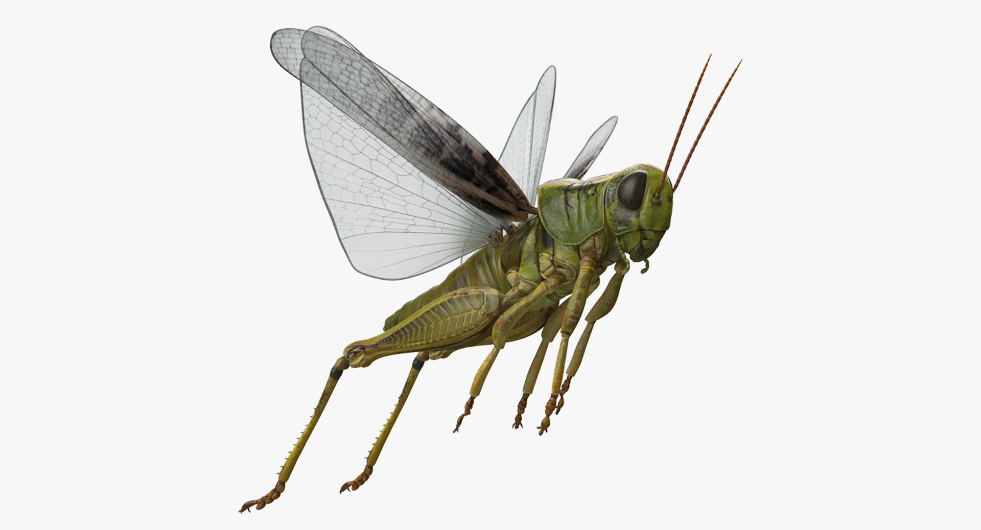 Grasshopper Jumping Pose 3D Model 3D model preview