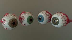 3D model human eye