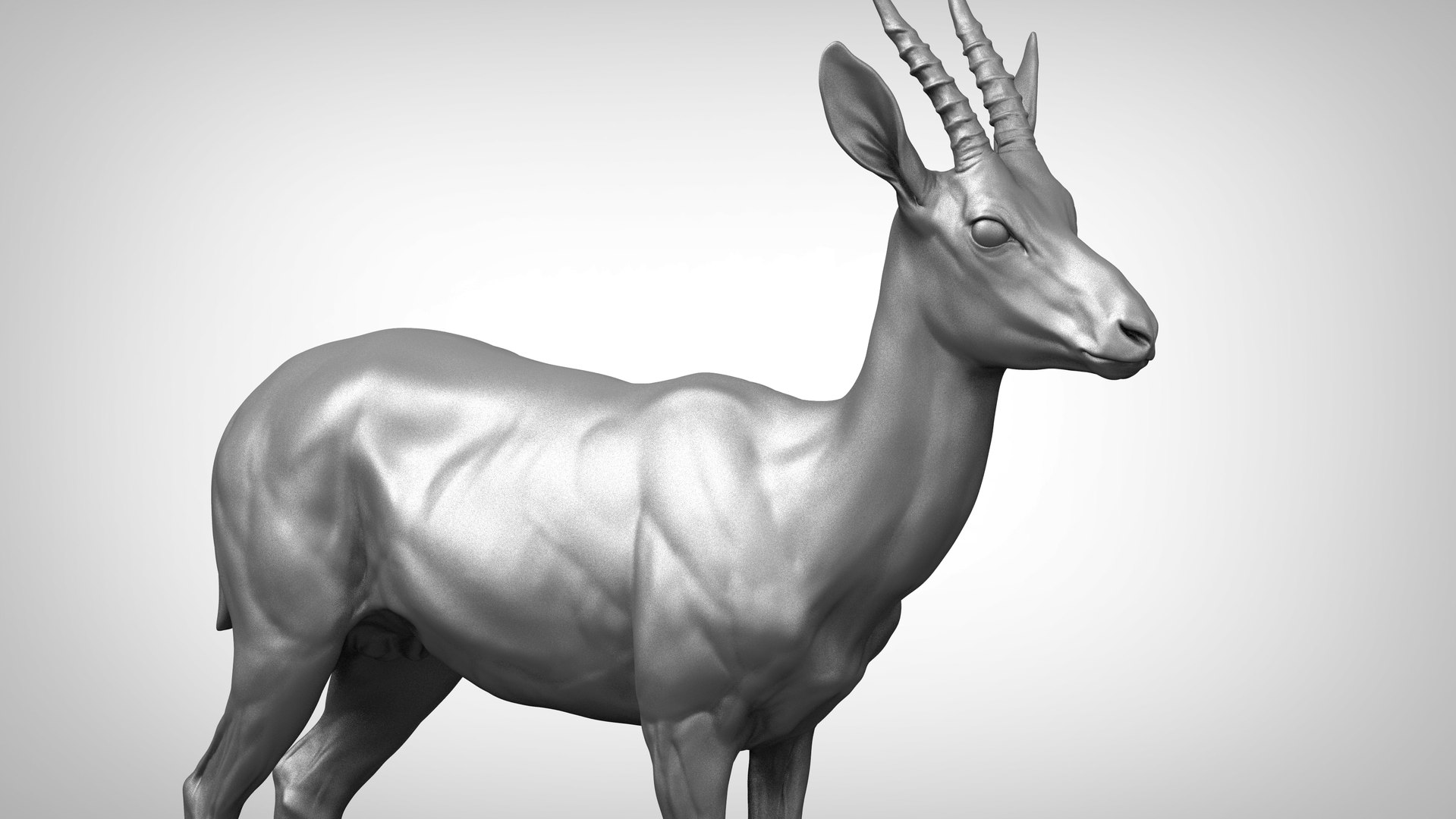 3D gazelle antelope gazella model - TurboSquid 1434976