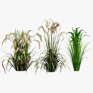 3D Asian Rice Plant 3D Model model