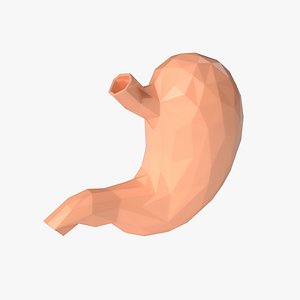 Stylized LowPoly Stomach