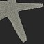 3dsmax royal starfish astropecten articulatus