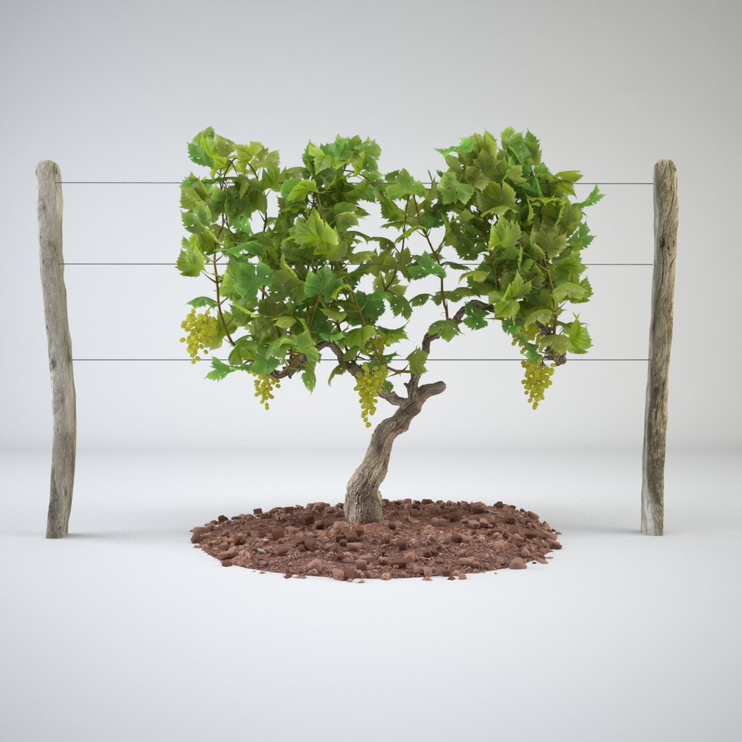 realistic vineyards max https://p.turbosquid.com/ts-thumb/f1/rpvKDy/JyepLFrB/vineyard_04/jpg/1434456988/1920x1080/fit_q87/f9d88cc8db509b059aea5d83572defdef412b630/vineyard_04.jpg