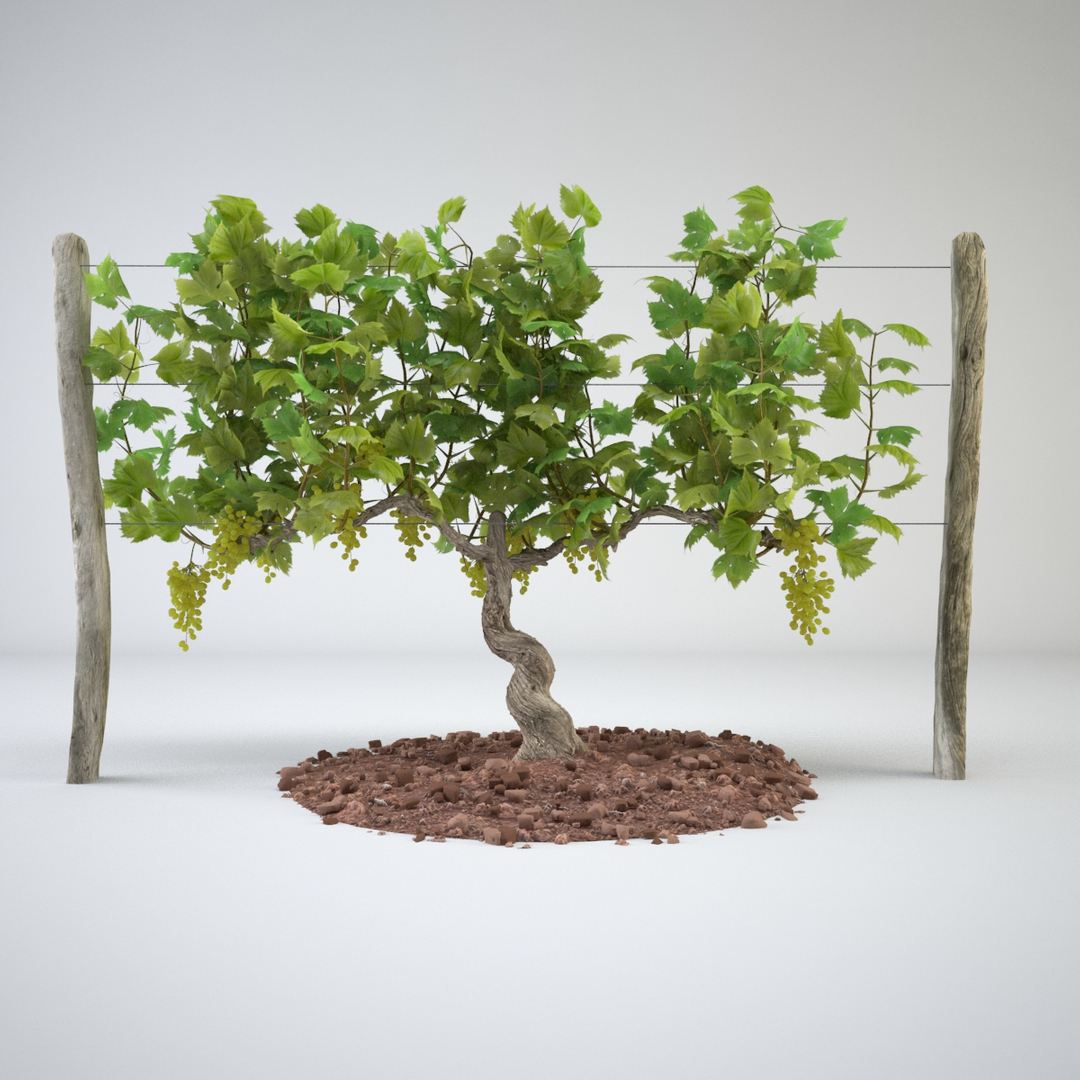 realistic vineyards max https://p.turbosquid.com/ts-thumb/f1/rpvKDy/OhkMgOKg/vineyard_turntable/jpg/1406046314/1920x1080/turn_fit_q99/59e8cf7d98eb280577e0b14ca49d35a6f73030da/vineyard_turntable-1.jpg