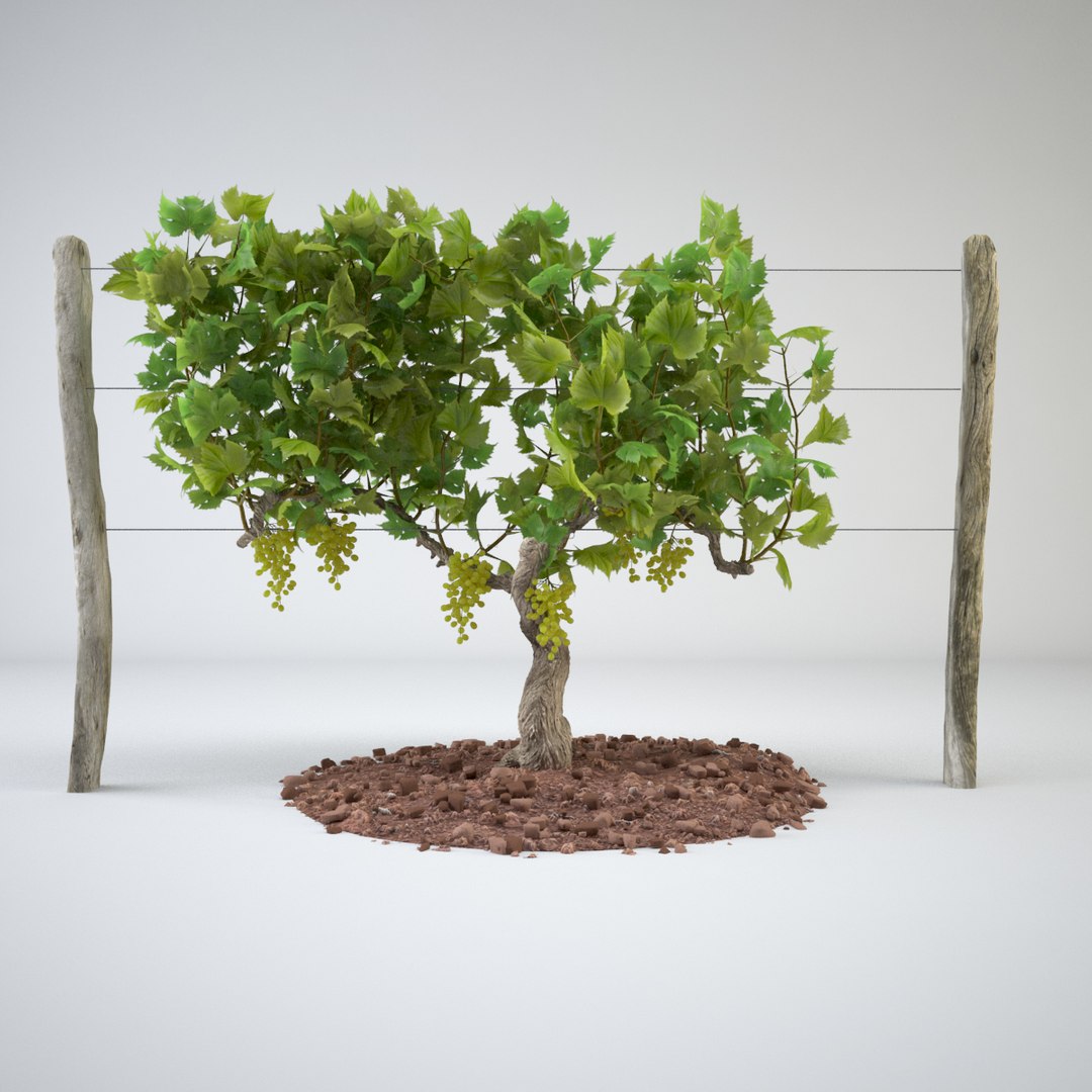 realistic vineyards max https://p.turbosquid.com/ts-thumb/f1/rpvKDy/Y43oxSxH/vineyard_02/jpg/1434456988/1920x1080/fit_q87/bad2ea0b26e999502ff090354d48fb02418e45fb/vineyard_02.jpg