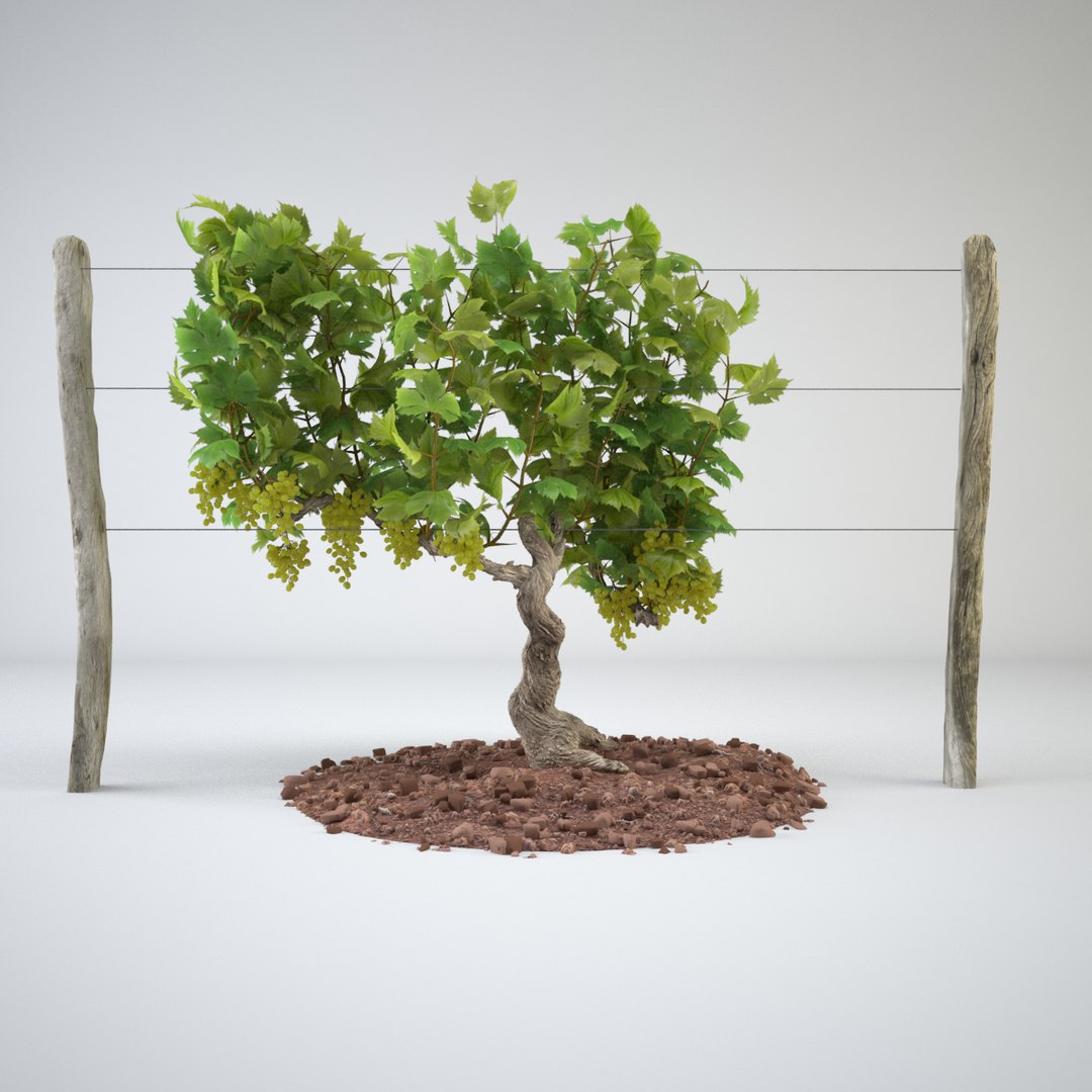 realistic vineyards max https://p.turbosquid.com/ts-thumb/f1/rpvKDy/a28j7fbV/vineyard_03/jpg/1434456988/1920x1080/fit_q87/d142467019175a1daaad8eefb9c3e171b864cca3/vineyard_03.jpg