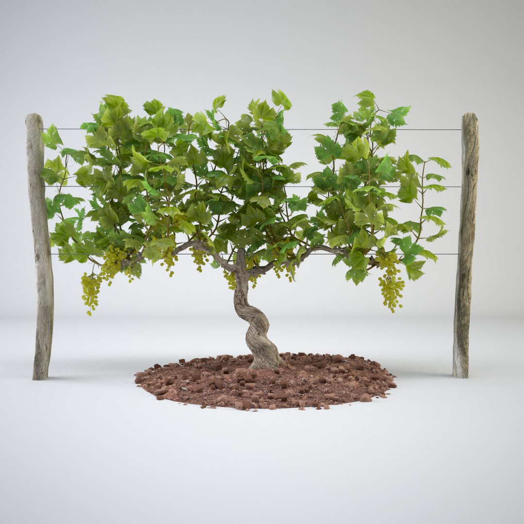 realistic vineyards max https://p.turbosquid.com/ts-thumb/f1/rpvKDy/fZXEOsAg/vineyard_01/jpg/1434456988/1920x1080/fit_q87/987c4dda54a5bcc0ef4a3bd4d0dc01f24518d6e8/vineyard_01.jpg