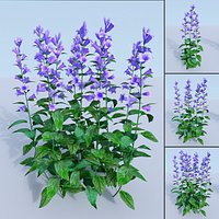 Giant bellflower. Campanula latifolia