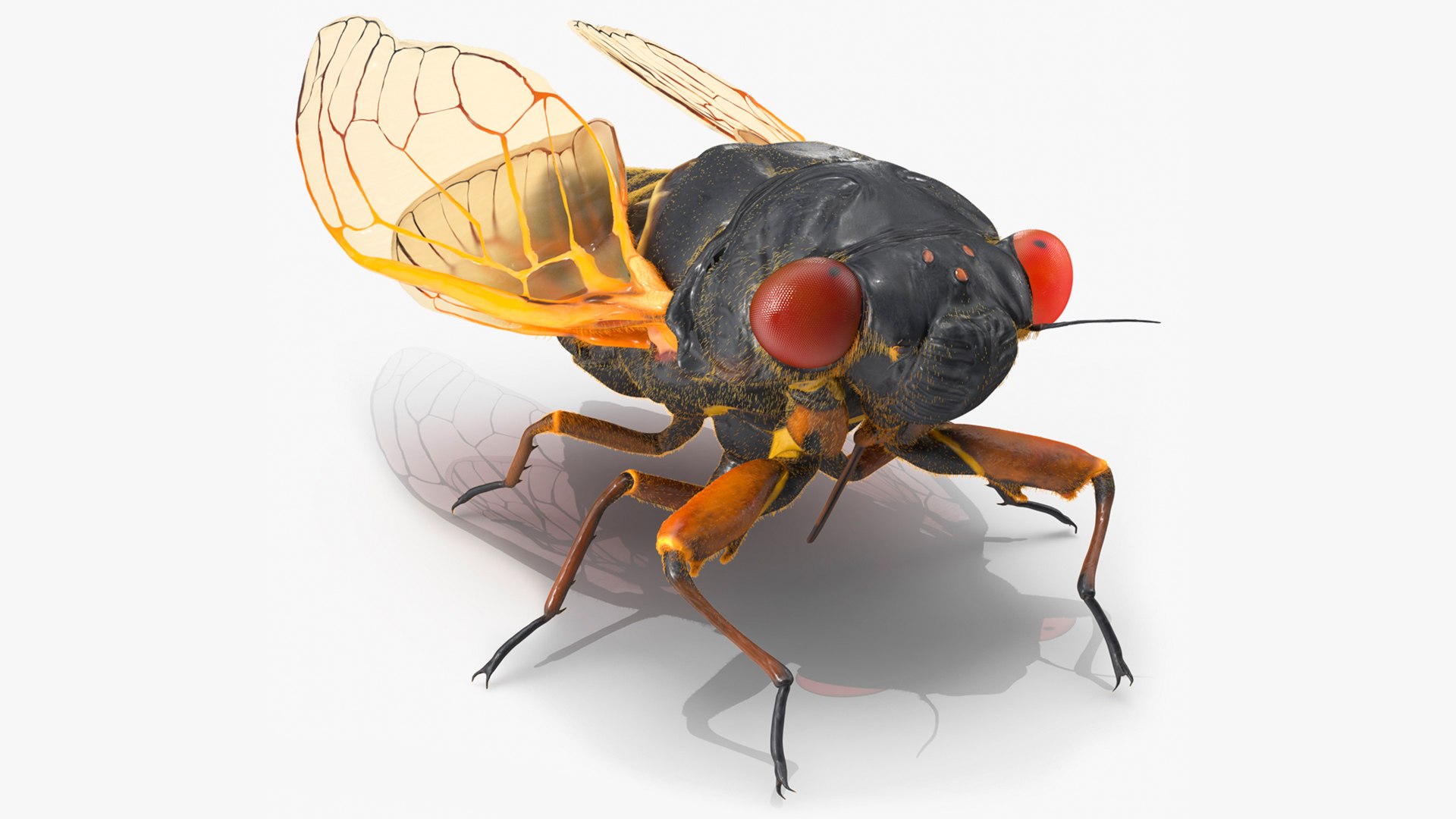 Pharaoh Cicada Pose Calm Fur 3D model preview