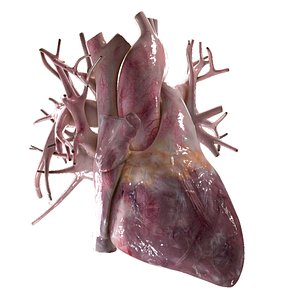 3d model human heart beating