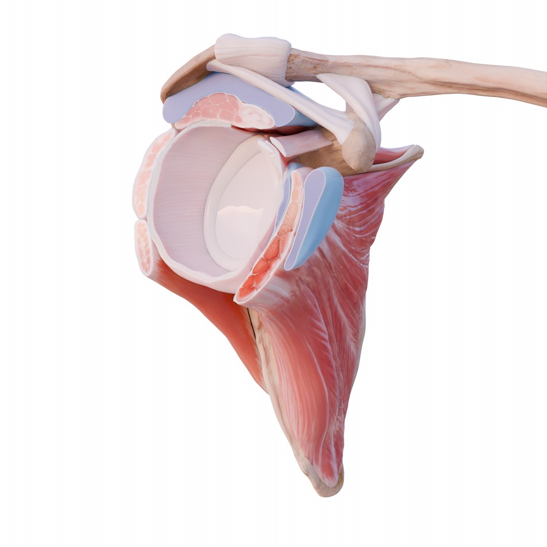 Shoulder Anatomy Rotator Cuff 3D - TurboSquid 2357000