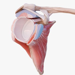 Shoulder anatomy Rotator cuff