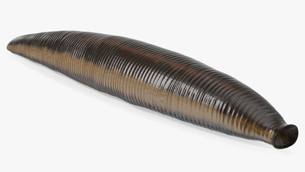 modelo 3d sanguijuela medicinal - TurboSquid 2092080