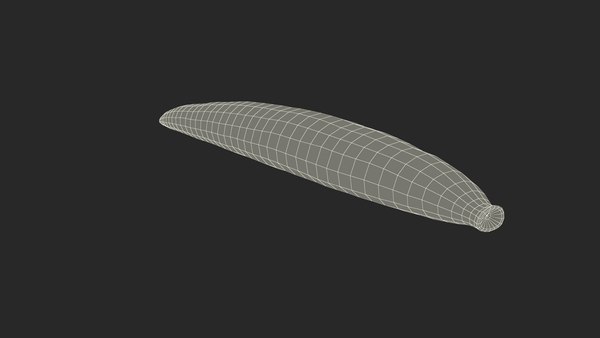 modelo 3d sanguijuela medicinal - TurboSquid 2092080