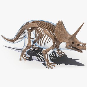 3D triceratops skeleton fossil transparent model