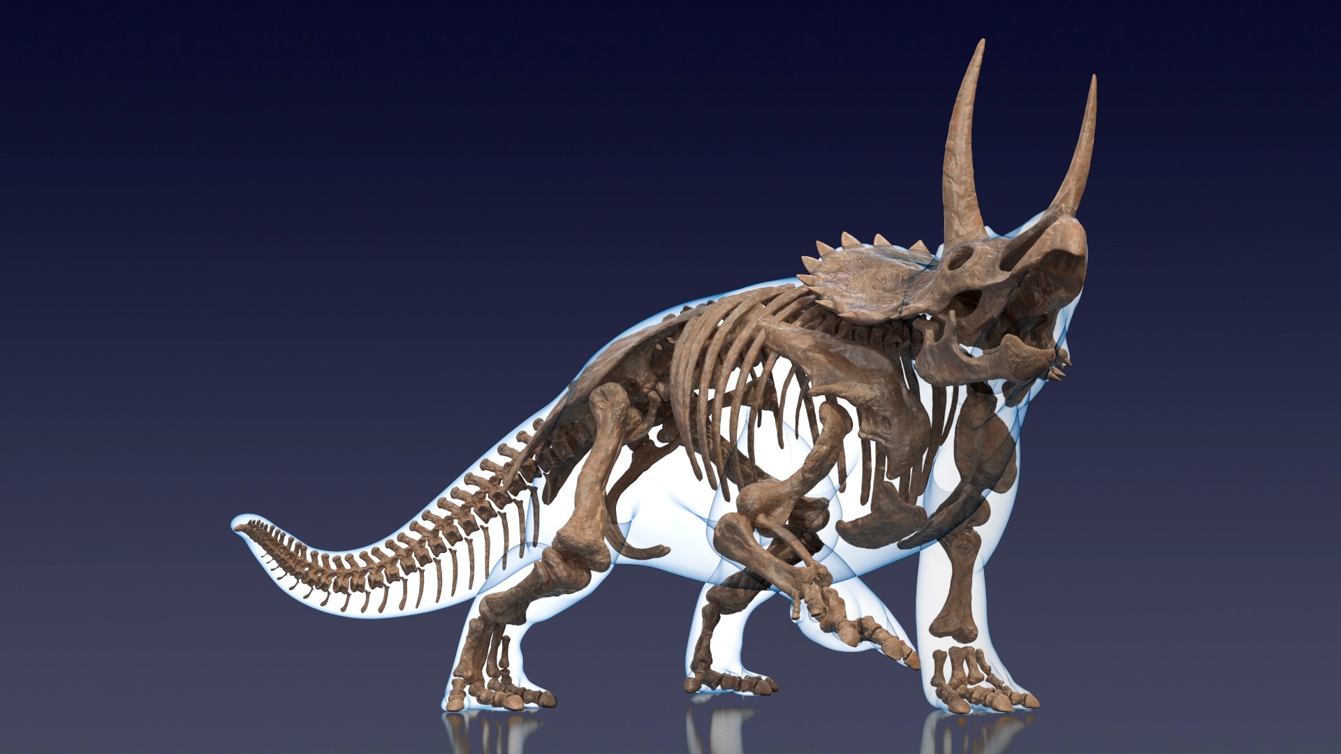 Triceratops Skeleton Fossil with Transparent Skin Rigged for Modo 3D model preview