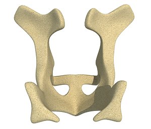 Animal Pelvis V3