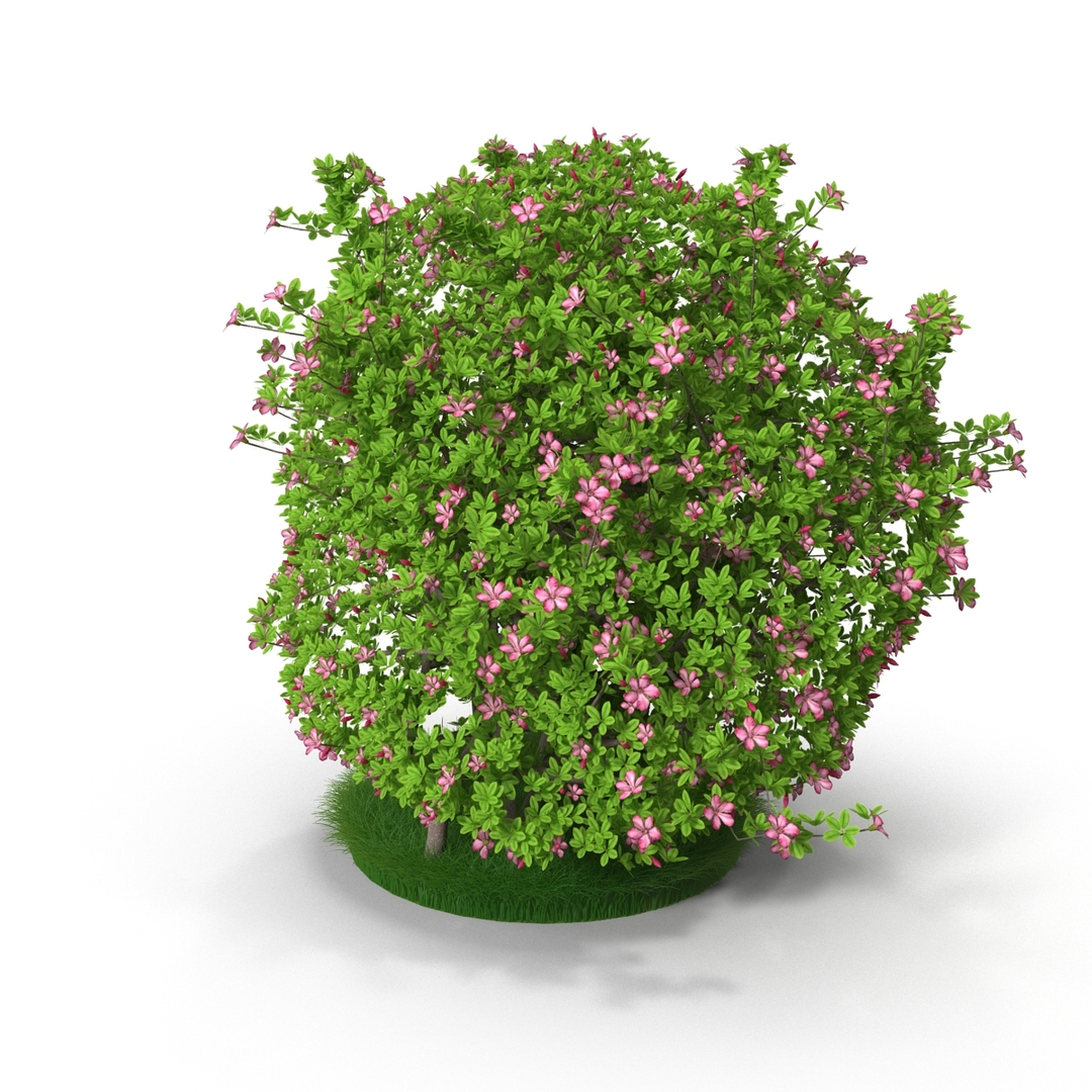 Max Azalea Bush